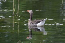 DSC_0062.jpg
