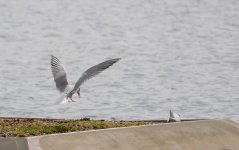 DSC_0196.jpg