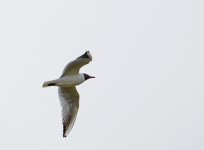 DSC_0036.jpg