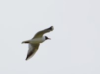 DSC_0037.jpg