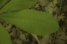 _AAA5041 - Version 2.jpg