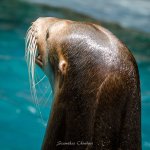 sealion-2.jpg