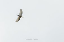 bif2-4.jpg