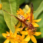 Wasp3.jpg