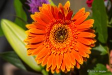 D71_4288-Edit.jpg