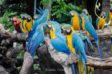 birds3-1.jpg