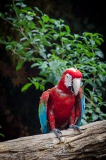 birds3-2.jpg