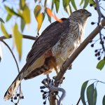CoopersHawk_2015-05-10.jpg
