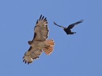 RedTail_2015-05-10.jpg
