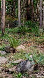 landscape-9.jpg