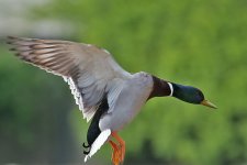 DSC_0175.jpg