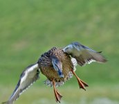 DSC_0234.jpg
