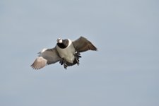 DSC_0242.jpg