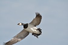 DSC_0244.jpg
