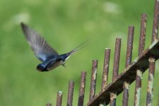 DSC_0258.jpg