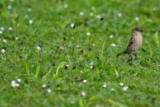 DSC_0206.jpg