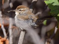 BewicksWren5_2015-05-10.jpg