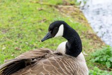 DSC_2436.jpg