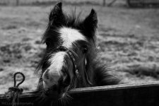 B&WPony (1 of 1).jpg