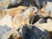 Squirrel.jpg