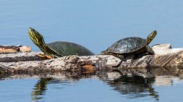 TurtleDuo-1.jpg