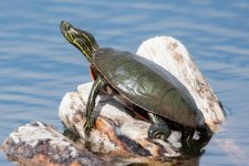 TurtleDuo-2.jpg