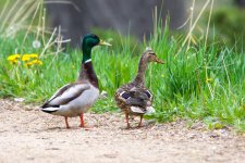 BuunyDuck-2.jpg