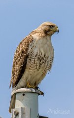 20150510 Red Tail Hawk 004.jpg