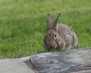 Wild Rabbit-2.jpg