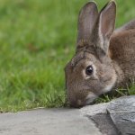 Wild Rabbit-3.jpg