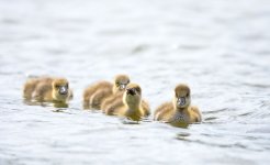 Goslings2.jpg