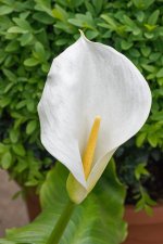 DSC_1370.jpg