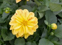 DSC_1377.jpg
