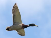 _DSC7851.jpg