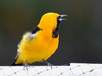 Oriole.jpg