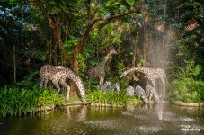 animals-safari-2.jpg