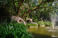 animals-safari-3.jpg