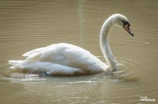 swan-2.jpg