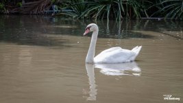 swan-3.jpg