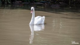 swan-4.jpg