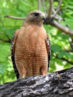 Hawk.jpg