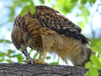 BabyHawk6.jpg