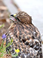 BabyHawk.jpg