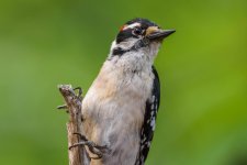 DSC_0071.jpg