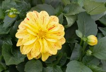 DSC_1377l.jpg