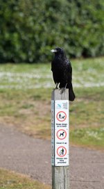 DSC_0433.jpg