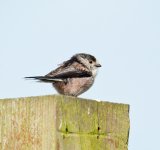 DSC_0421.jpg