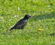 DSC_0379.jpg