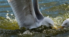 DSC_0444.jpg