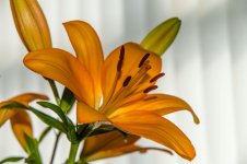 DSC_5434.jpg